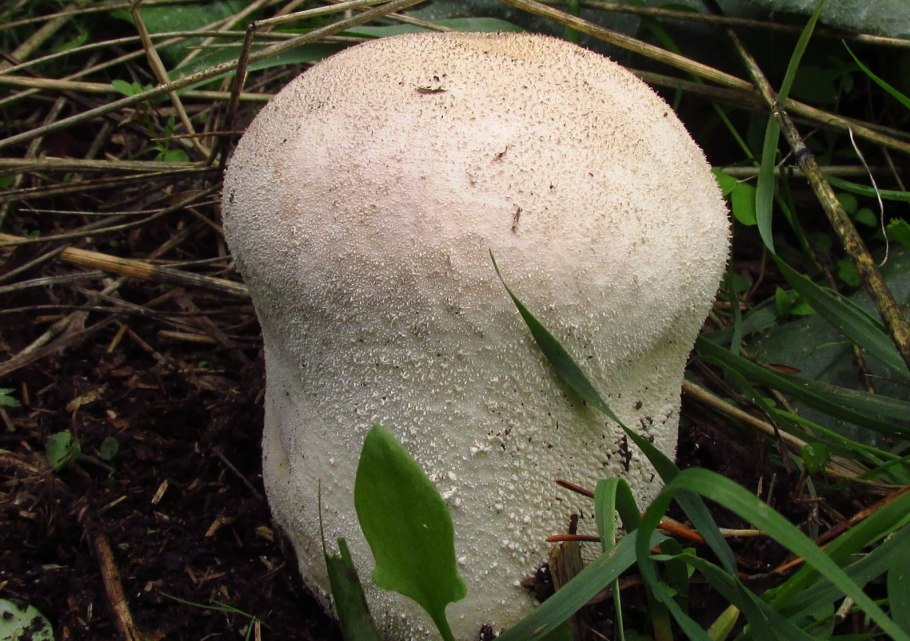 Calvatia booniana