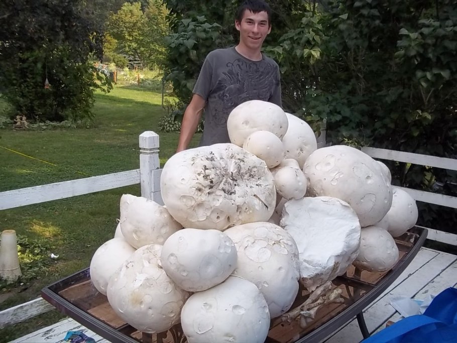 Гриб Calvatia gigantea