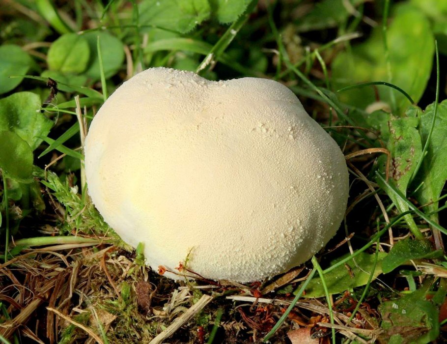 Calvatia utriformis (ГОЛОВАЧ мешковатый)