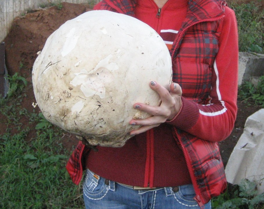 Гриб Calvatia gigantea