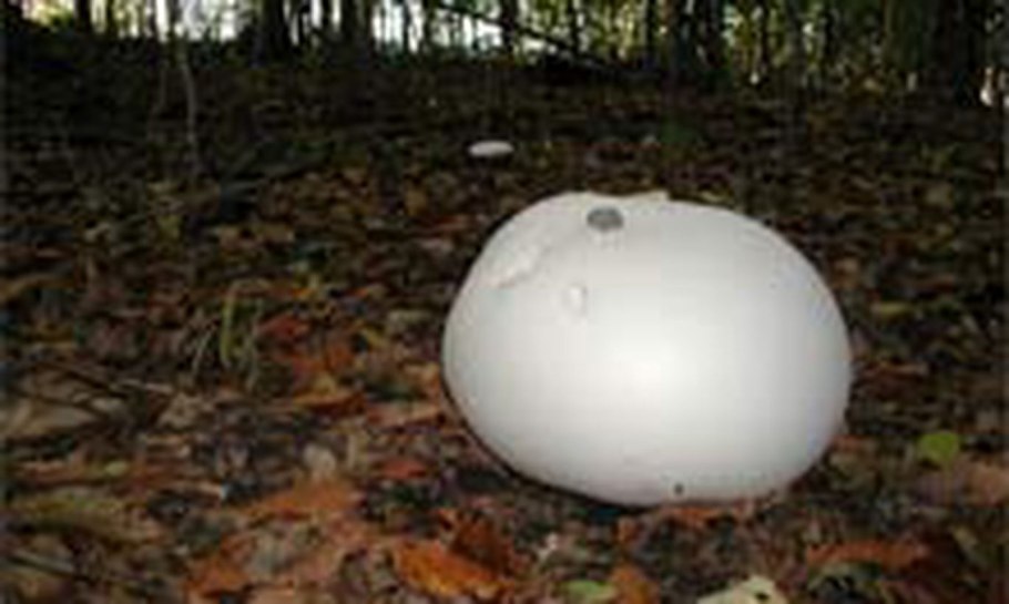 ГОЛОВАЧ продолговатый Lycoperdon excipuliforme
