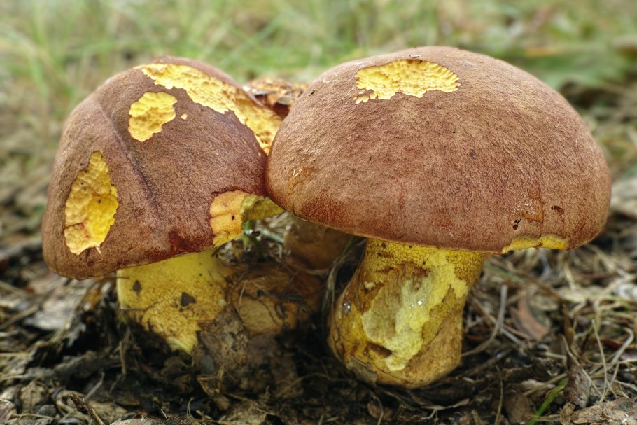 Полубелый гриб (Hemileccinum impolitum)
