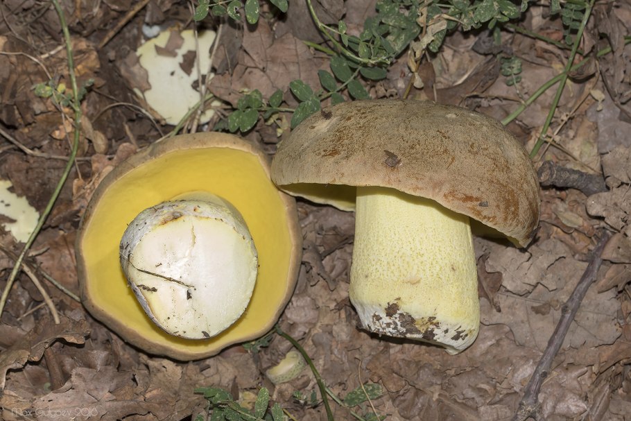 Боровик жёлтый