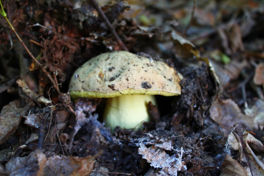 Боровик девичий (Boletus appendiculatus)