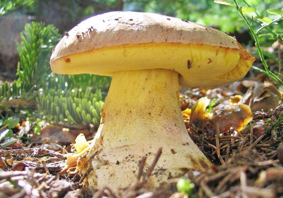 Полубелый гриб Boletus impolitus