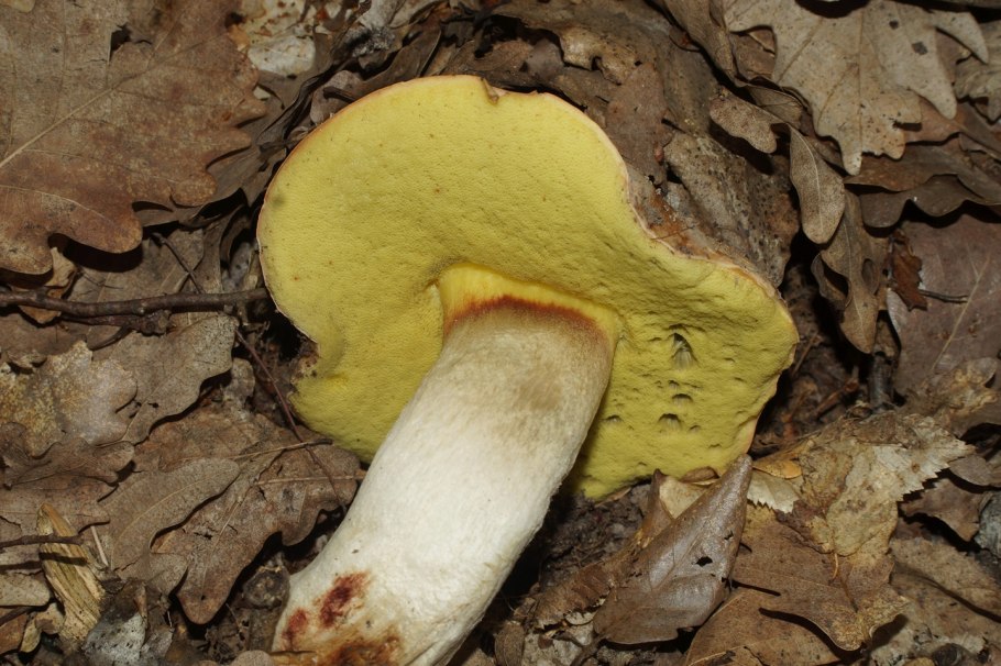 Боровик Фехтнера Boletus fechtneri