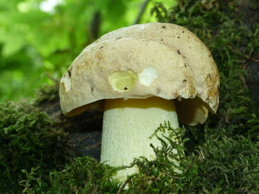 Боровик девичий (Boletus appendiculatus)