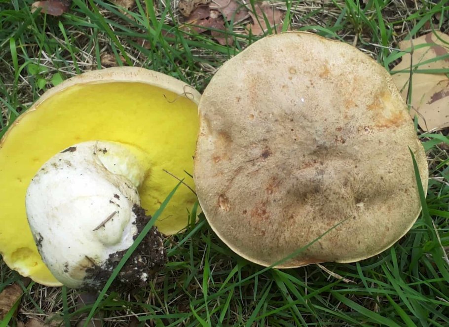 Полубелый гриб (Hemileccinum impolitum)