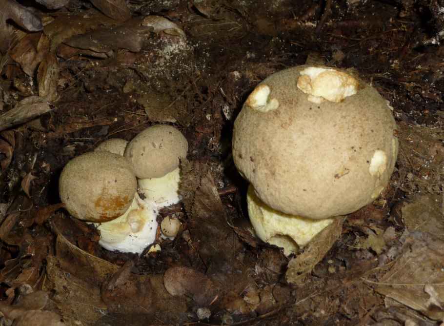 Боровик девичий (Boletus appendiculatus)