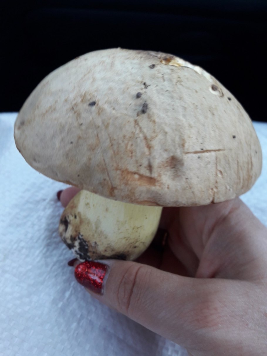 Болет Королевский гриб