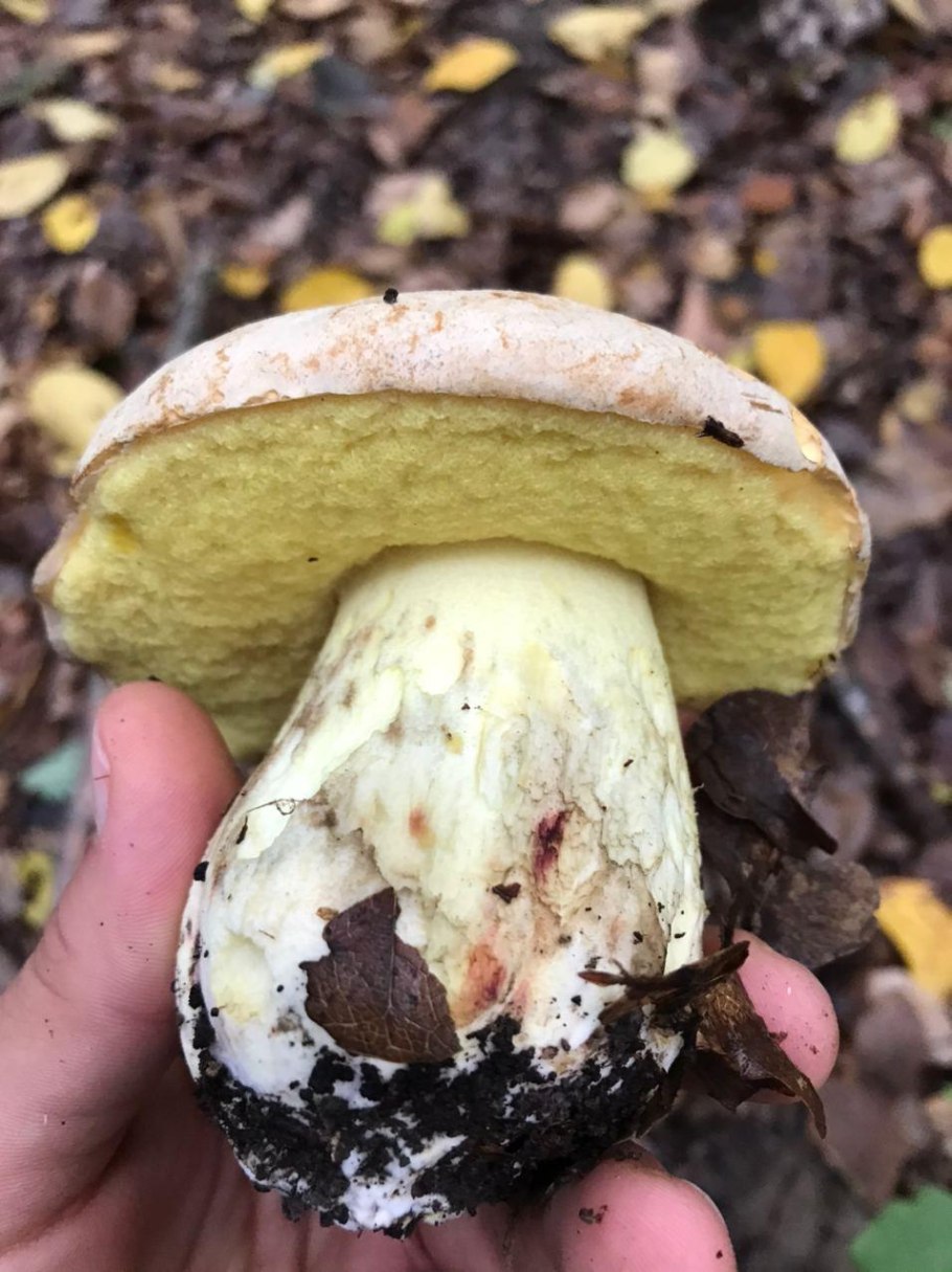 Боровик придаточковый Боровик девичий