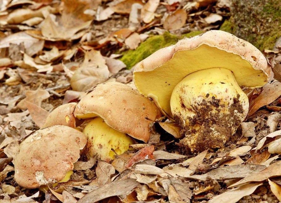 Афалина гриб