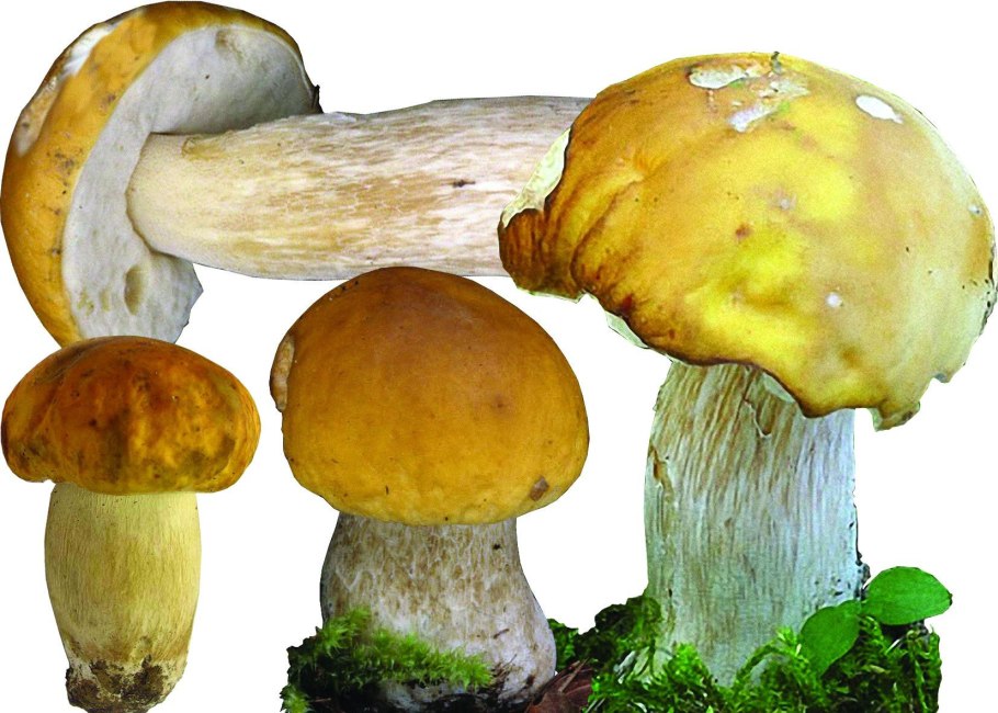 Боровик полубелый