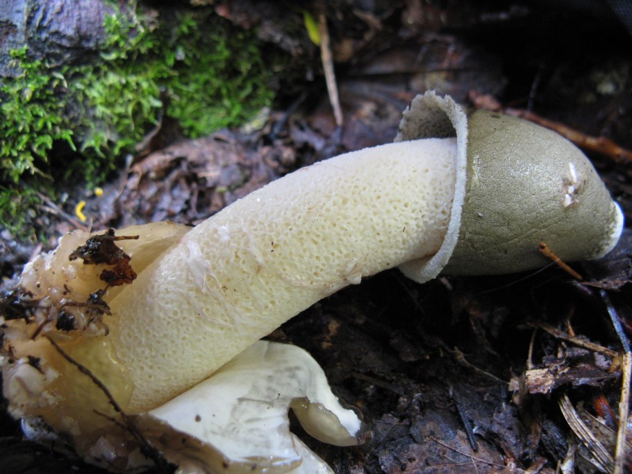 Phallus impudicus