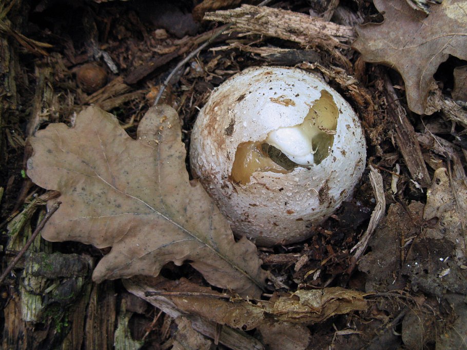 Веселка гриб ножка