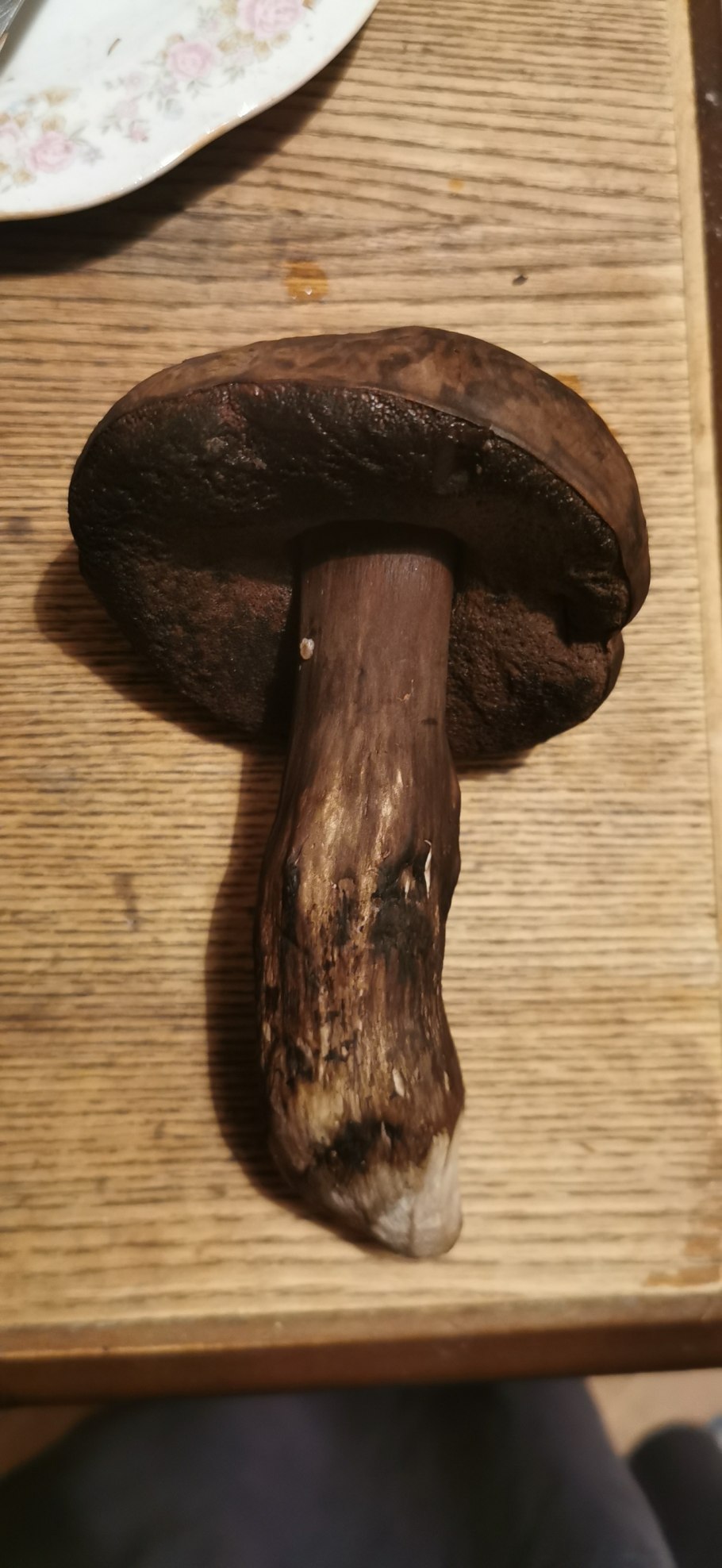 Гриб Плакида ведьмы