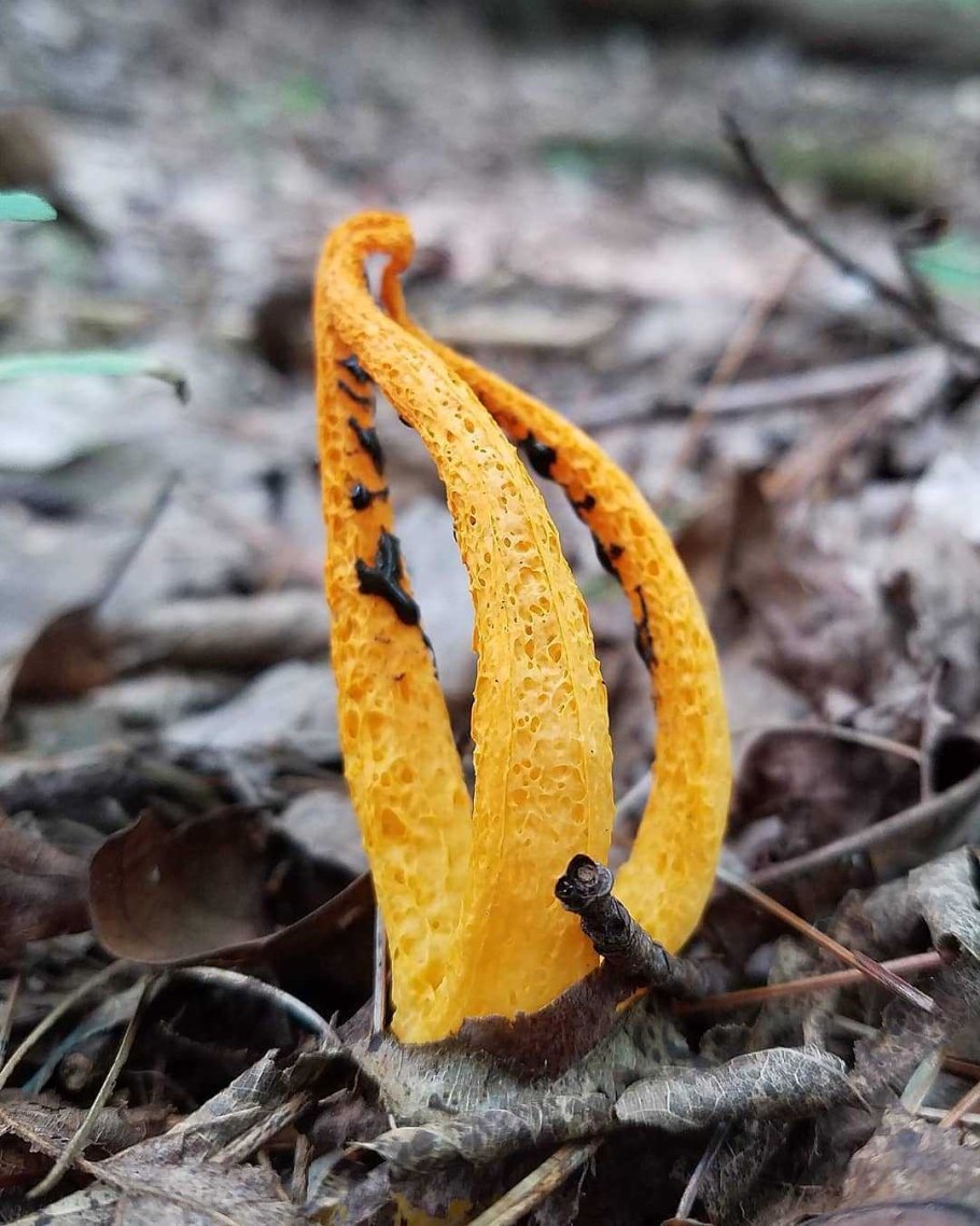 Порфировик гриб