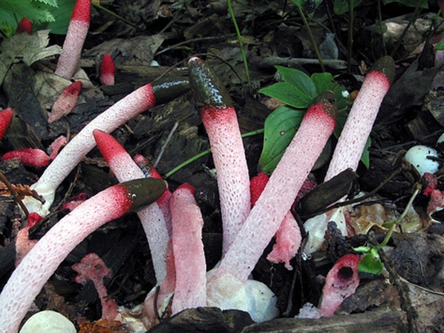 Грибы башенки