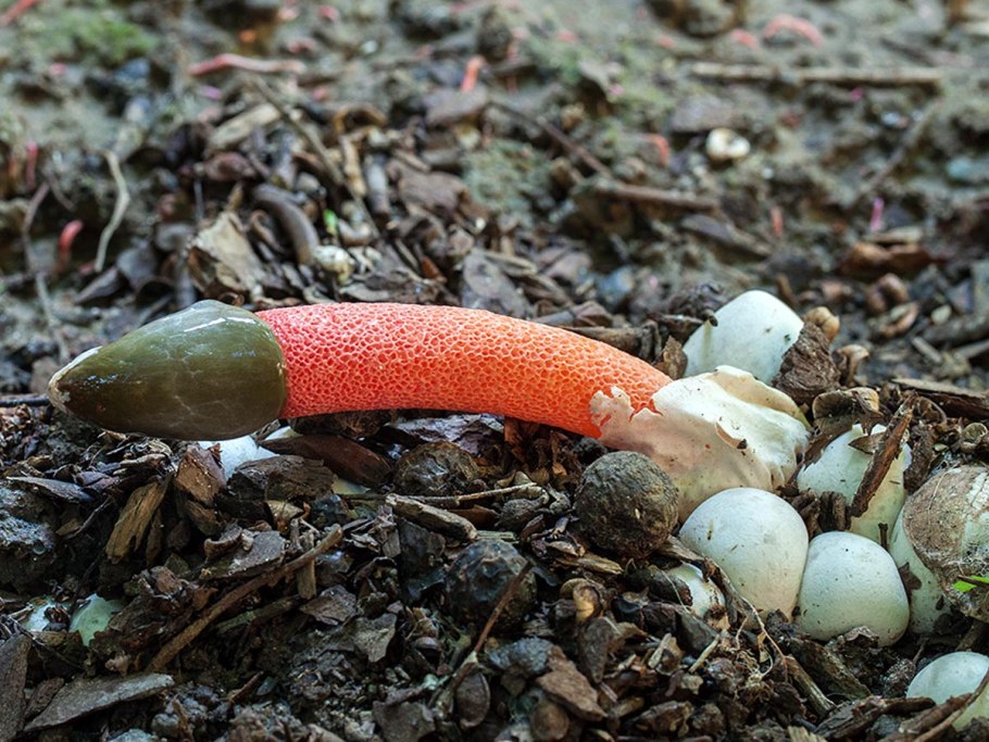 Грибы на трухлявых деревьях