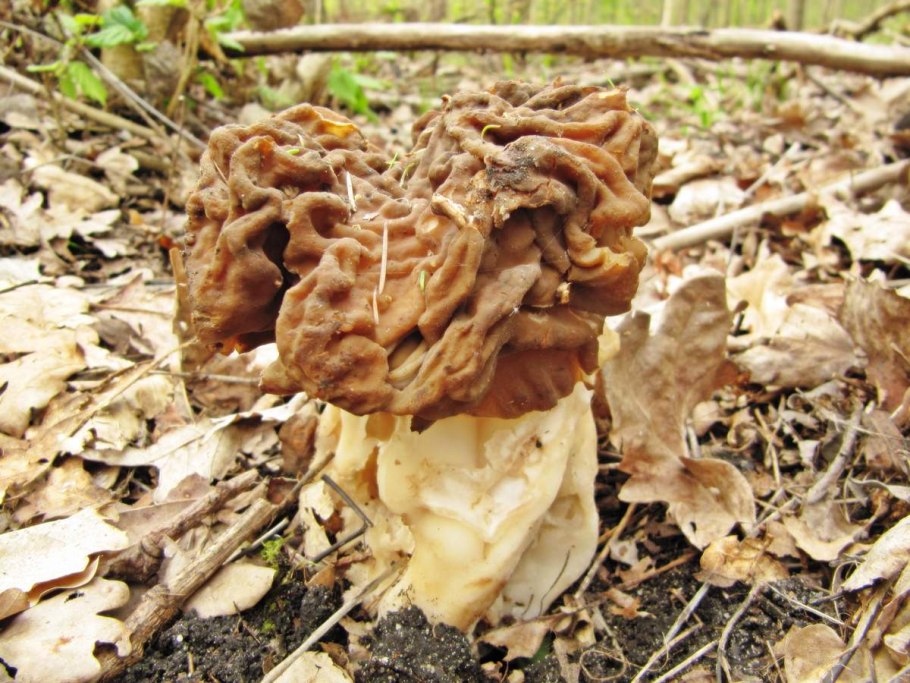 Гриб тухлое яйцо