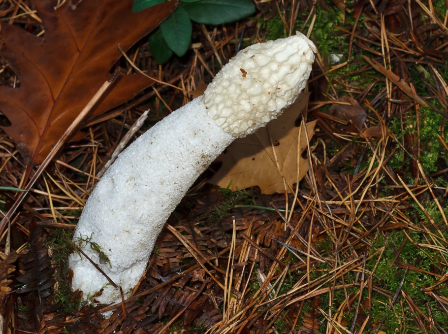 Белорусская Веселка гриб