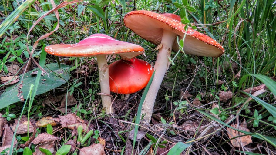 Маслёнок рубиновый (Suillus rubinus)