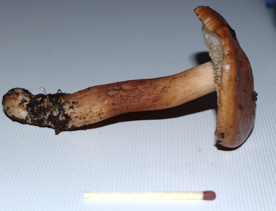 Дорогие грибы в России