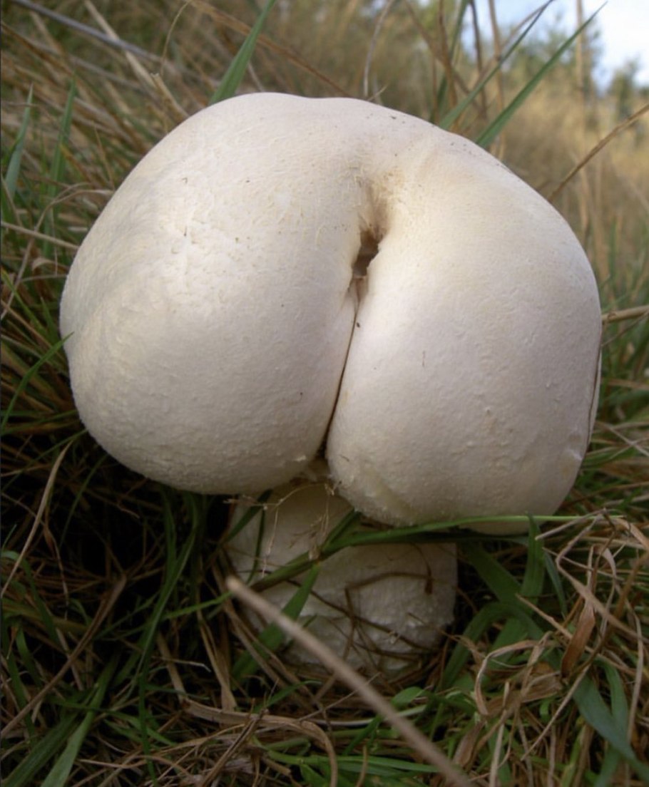 Гриб дождевик головач