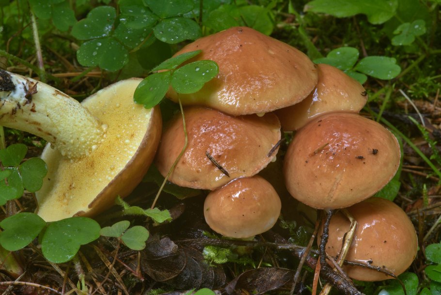 Масленок Сибирский масленок