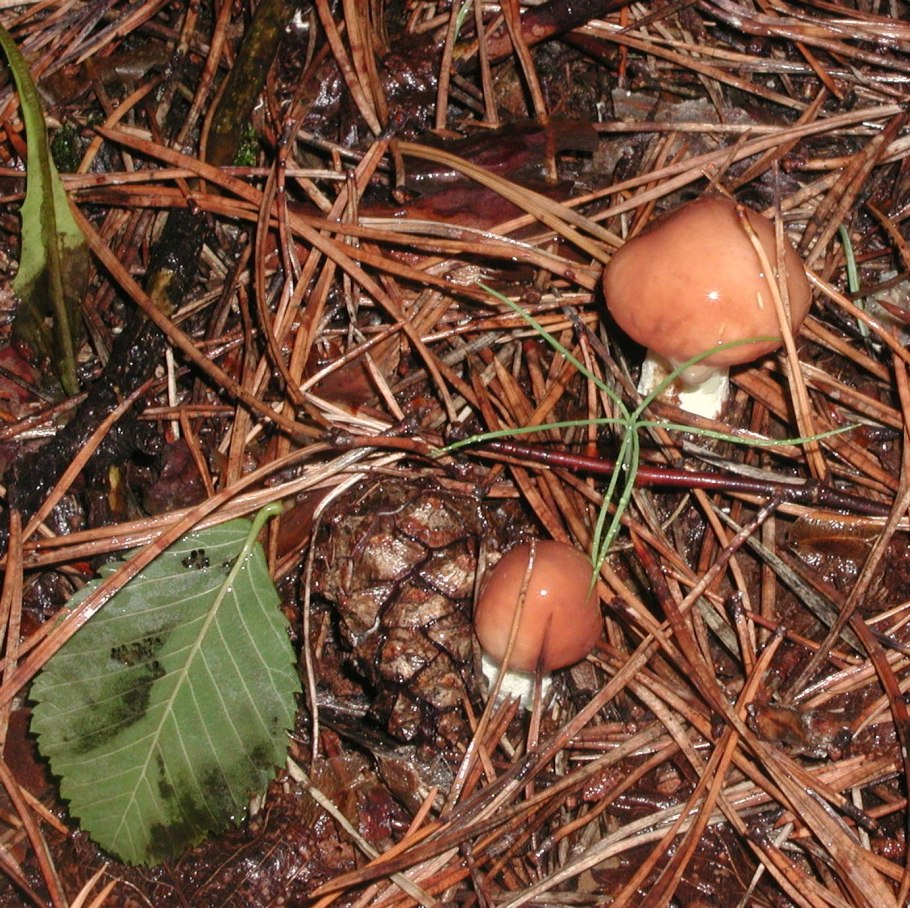 Маслята и опята