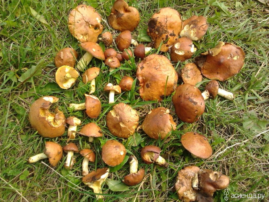 Перечный гриб Chalciporus piperatus