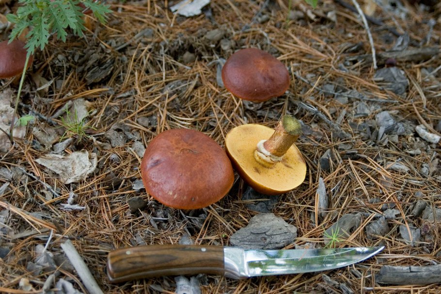 Гриб Suillus luteus