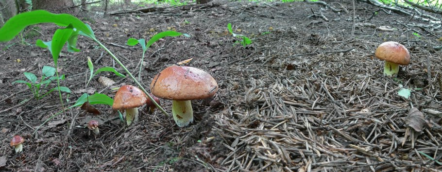 Съедобные грибы маслята