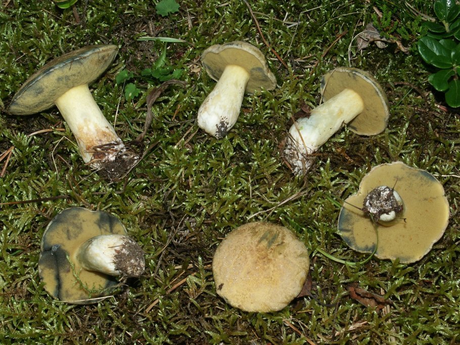 Гриб маслёнок ложный