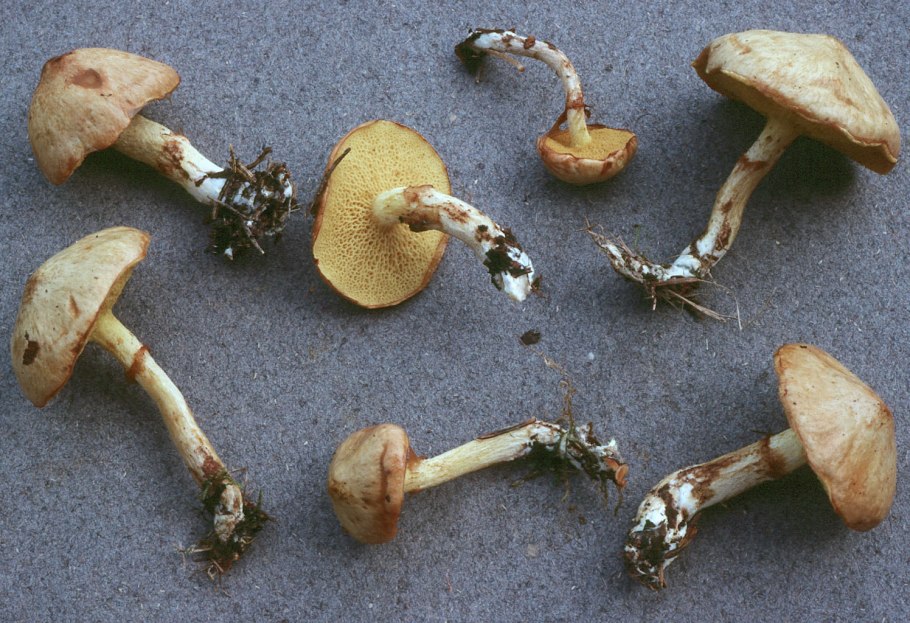 Маслёнок гриб