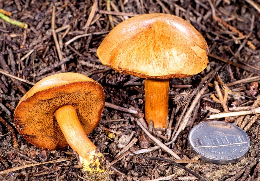 Моховик перечный гриб