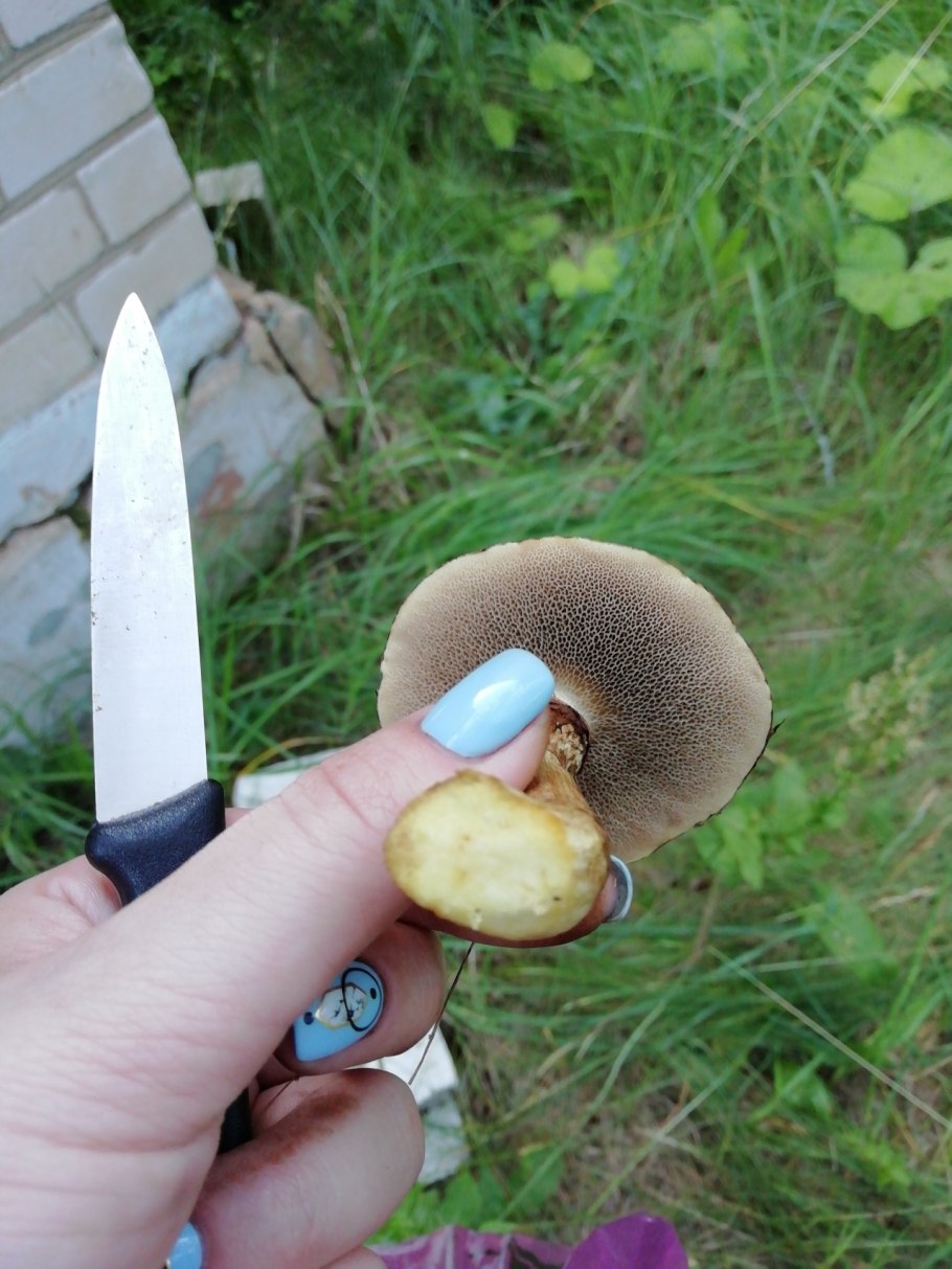 Моховик перечный гриб