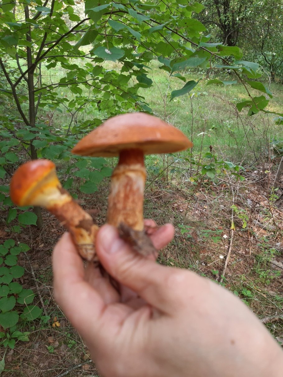 Съедобные грибы маслята