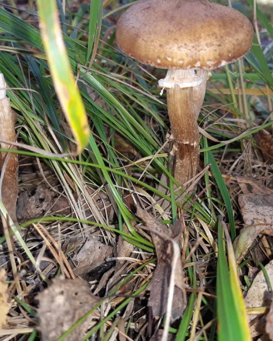 Грибы маслята ложные