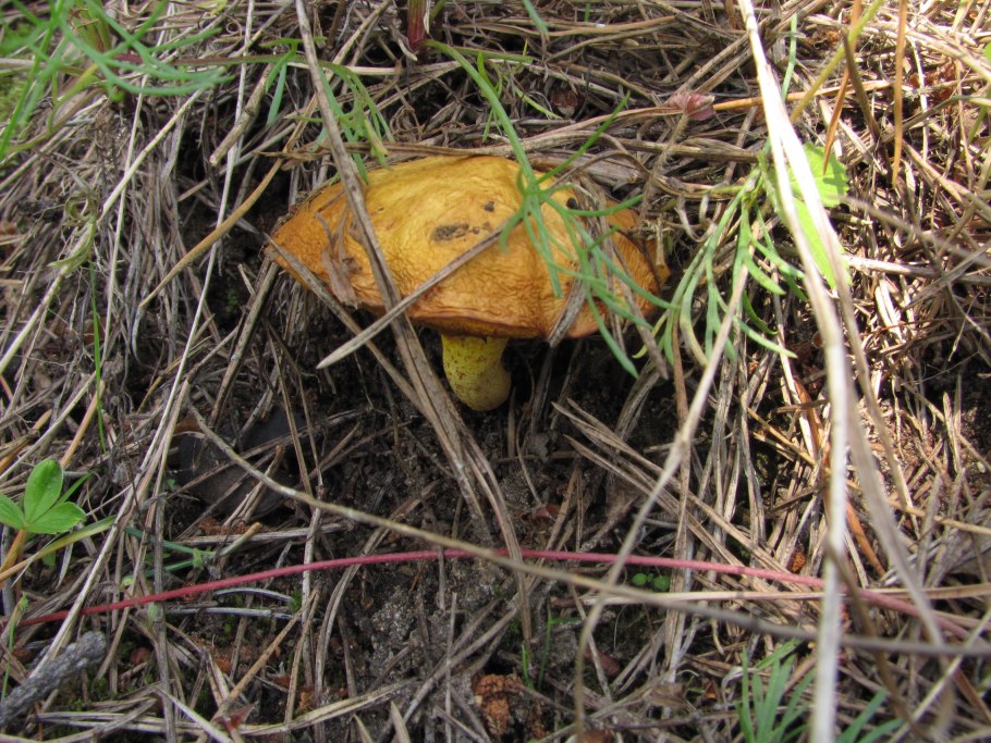 Ложный масленок и съедобный масленок