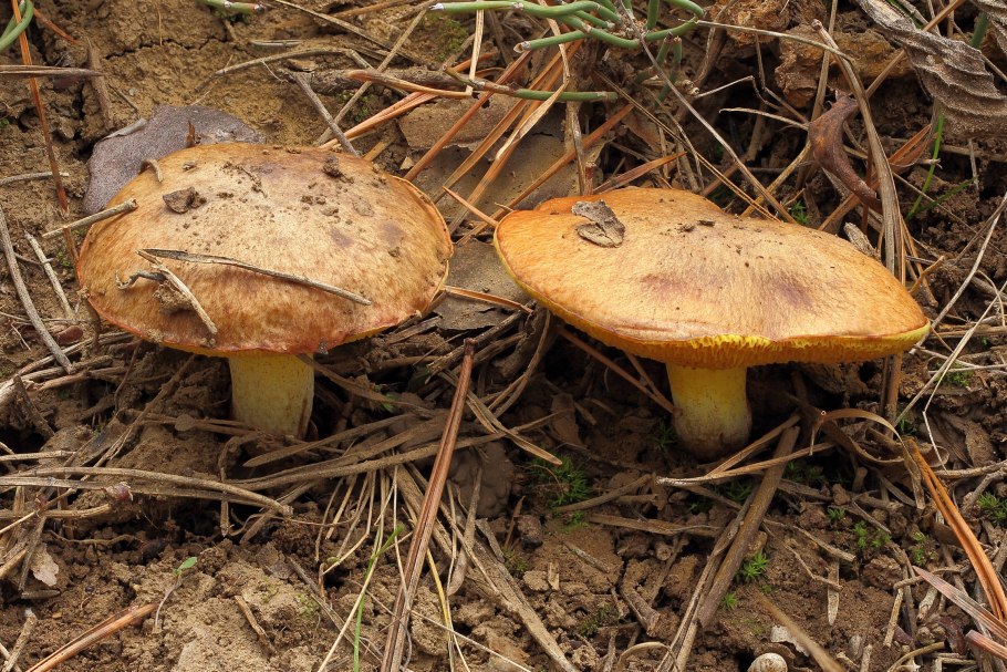 Маслёнок настоящий Suillus luteus
