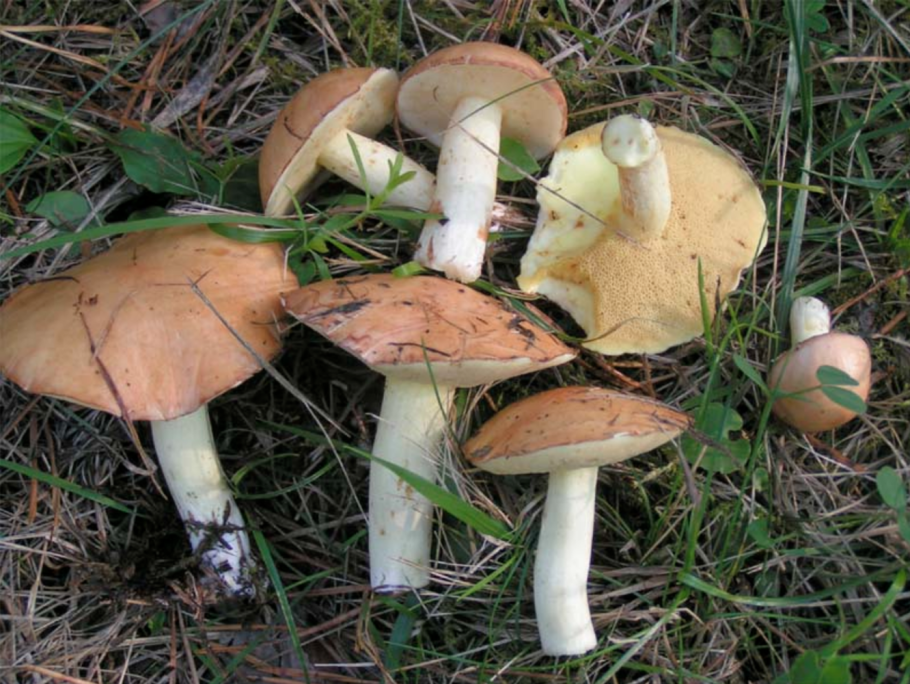 Масленок перечный (Chalciporus piperatus)