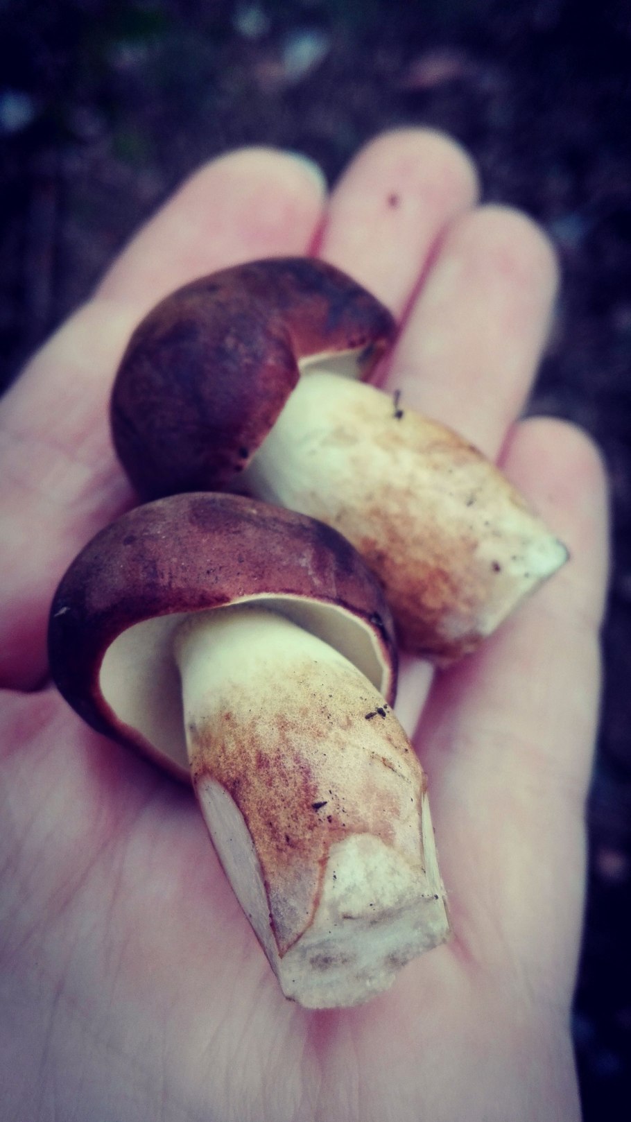 Белый гриб розовеет на срезе