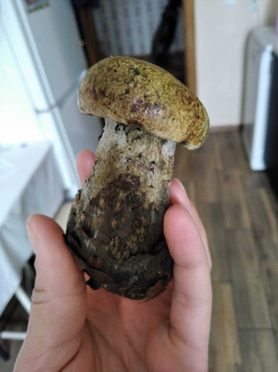 Ножка белого гриба на срезе