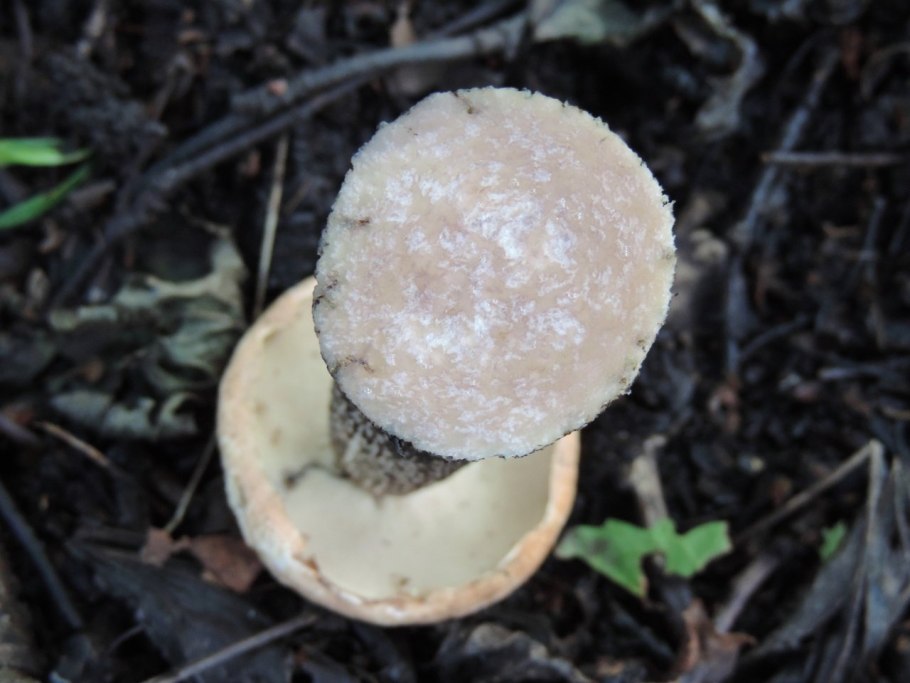 Подосиновик белоножковый Leccinum albostipitatum