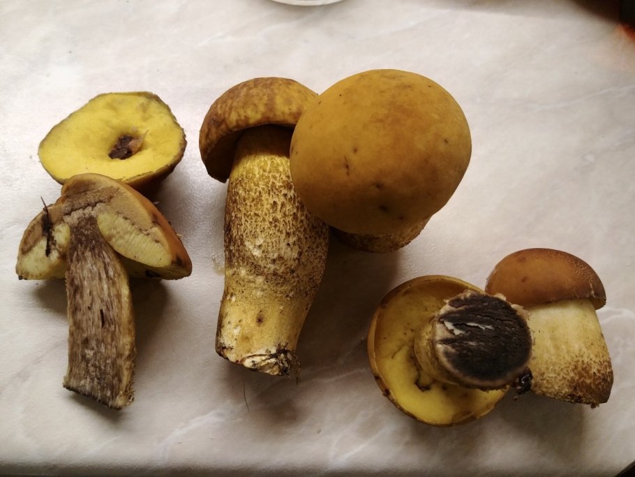 Сыроежка белая подгруздок белый