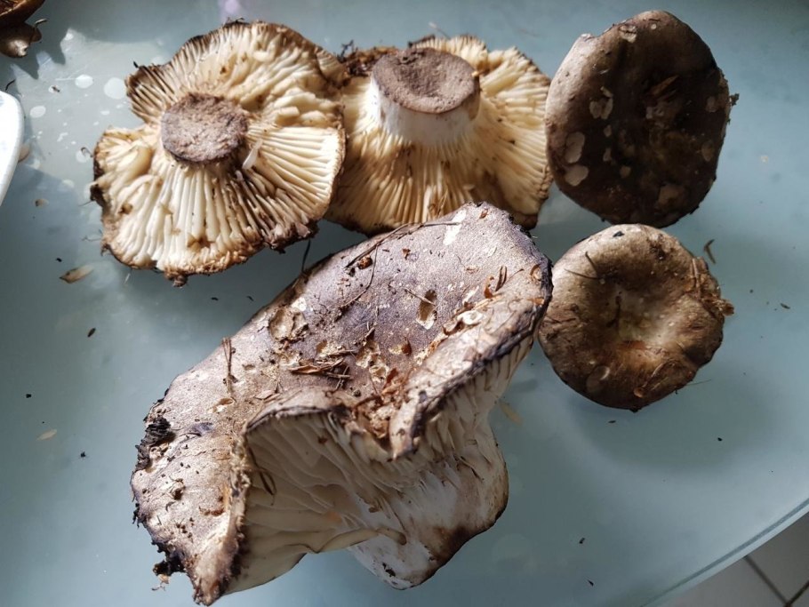 Boletus marginatus (portentosus),