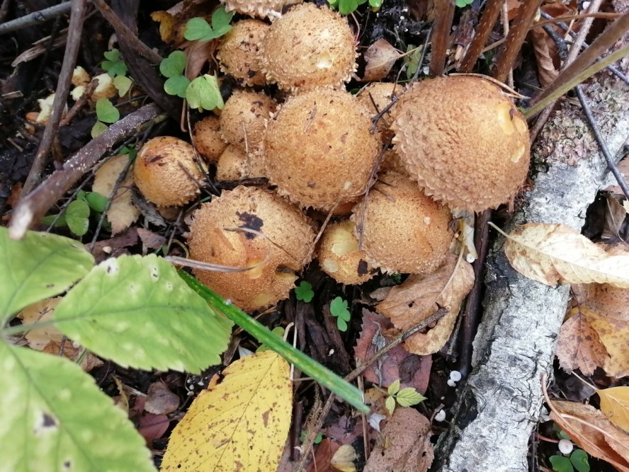 Грибное место Тайга