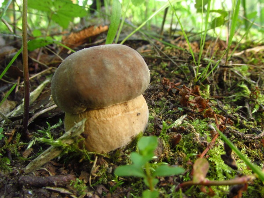 Белые грибы в магазине