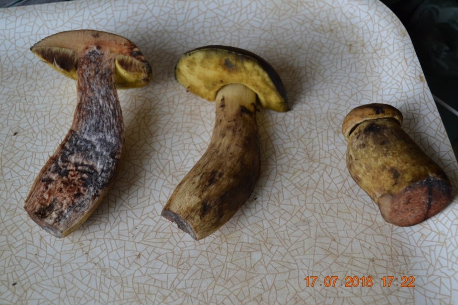 Сатанинский белый гриб